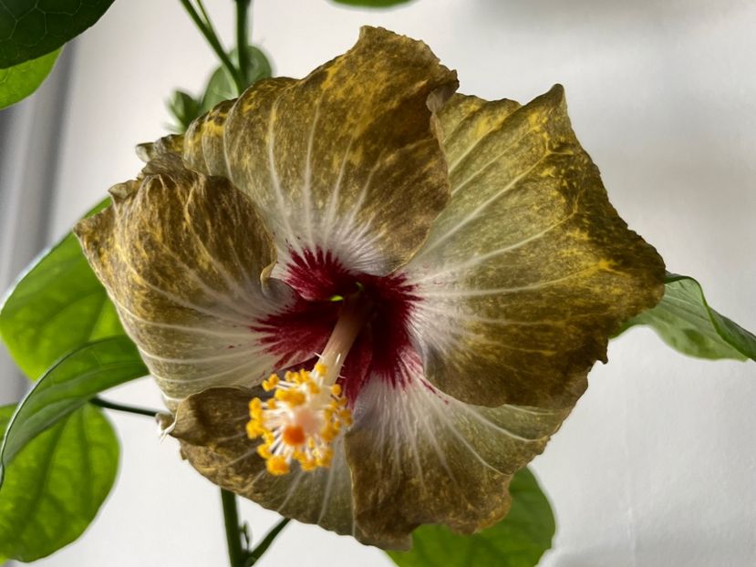  - 001 - Hibiscusi 2023