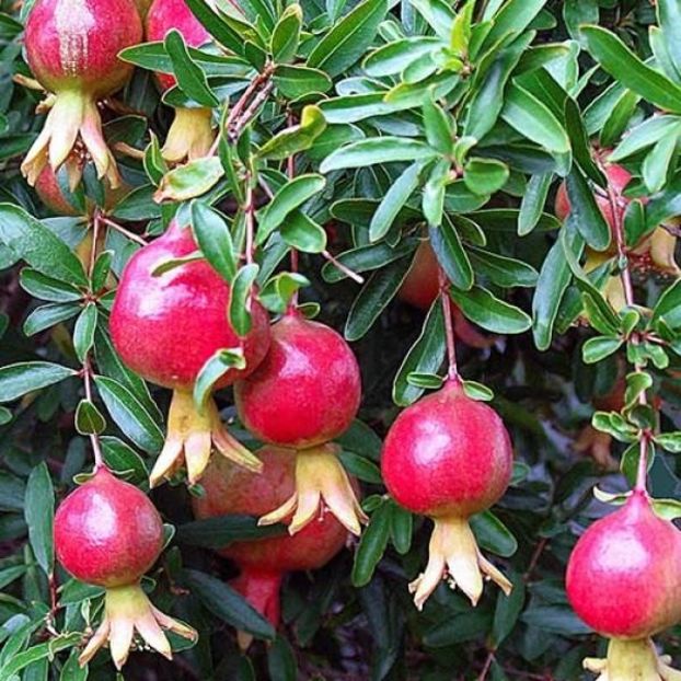 rodiu pitic1 - RODIU PITIC punica granatum nana