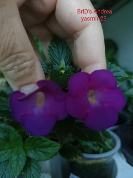 1.10.2023 - BriDs Andrea