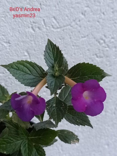 1.10.2023 - BriDs Andrea