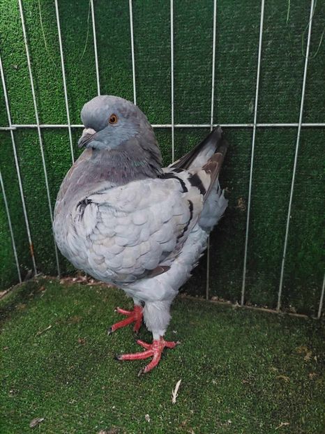 1-0 vandut - King 2023