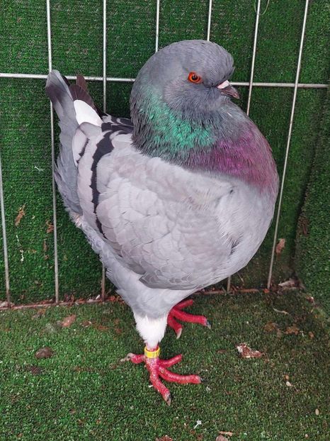 0-1 vanduta - King 2023