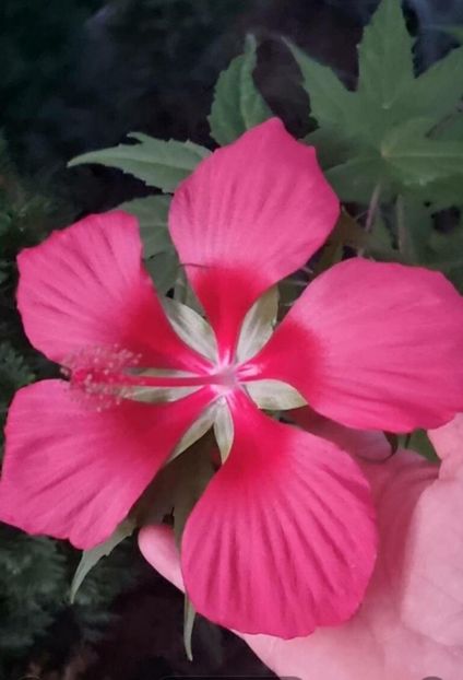 hibiscus coccinea scartett - Hibiscus c-Texas Star Scarlet