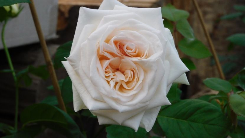 White o hara  - o minunatie de trandafir - - Colectie trandafiri