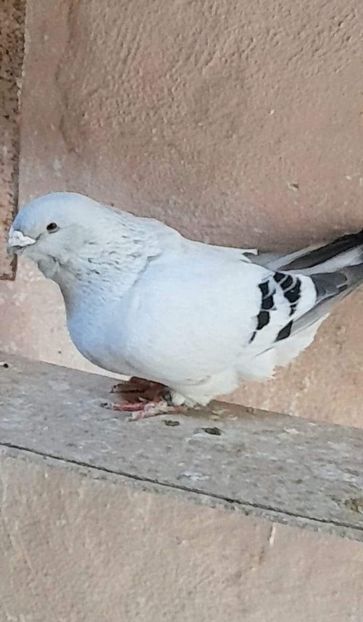 M 2020 - VOIAJOR ROMANESC DE FRUMUSETE MASCULI