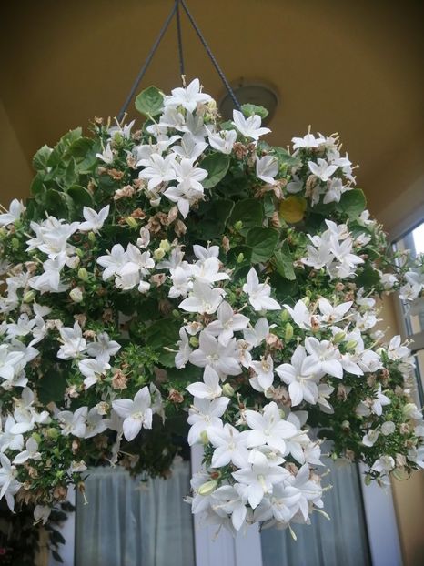  - Campanula