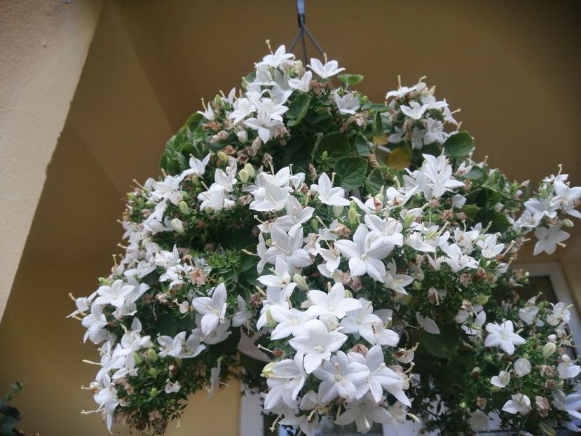 - Campanula