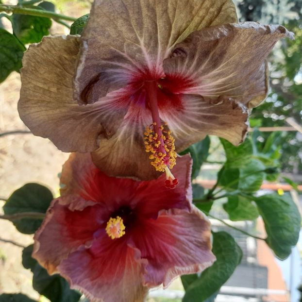 02.10.2023 - HIBISCUSI 2023-2