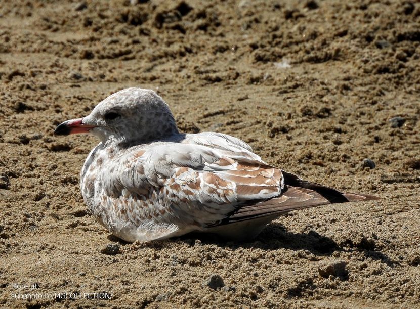 Seagull 1 - C - BIRDS - Pasari