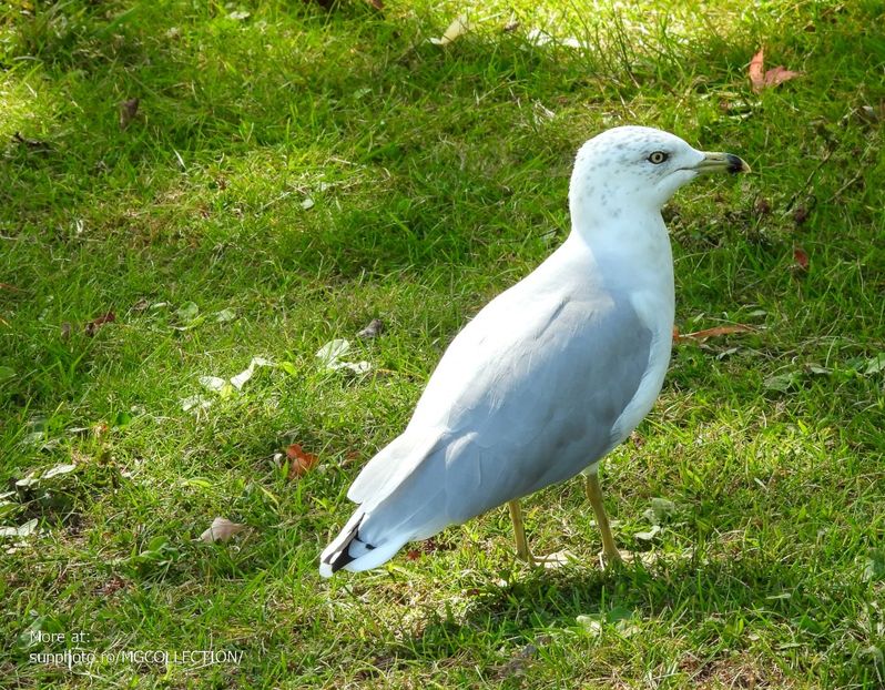 Seagull 3 - C - BIRDS - Pasari