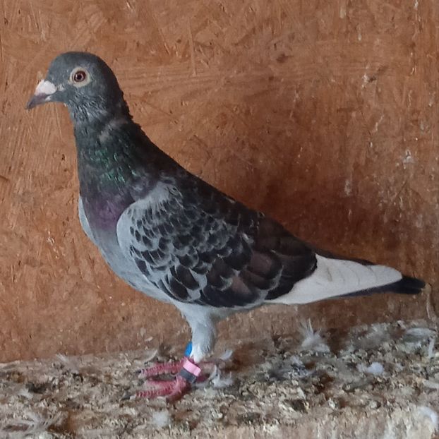 Mascul 21-003....-10 lei - Porumbei vanduti