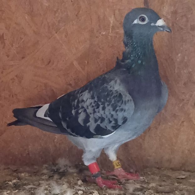 Femela 19-479....-20 lei - Porumbei vanduti