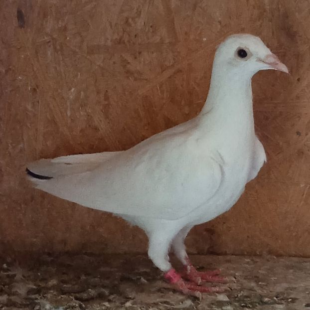 Pui 24-131....-rezervati Sateni - Porumbei vanduti