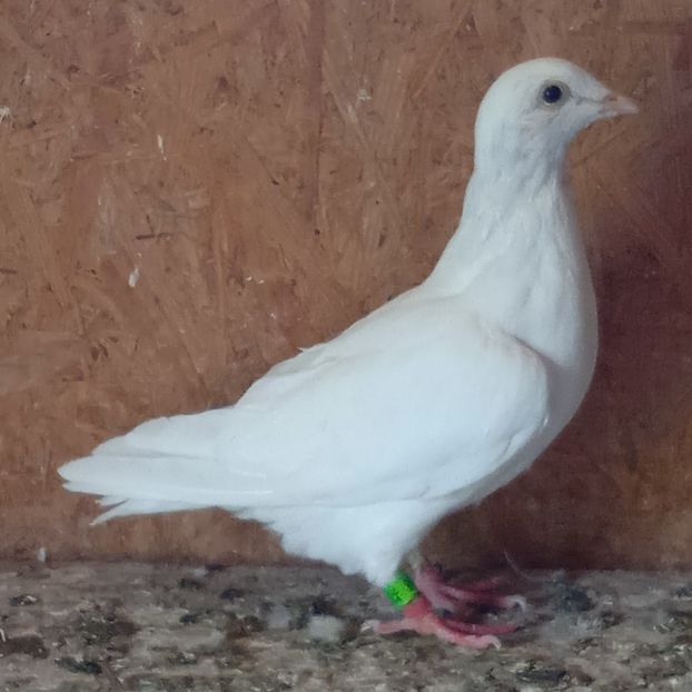 Pui 23-868....-15  lei - Porumbei vanduti