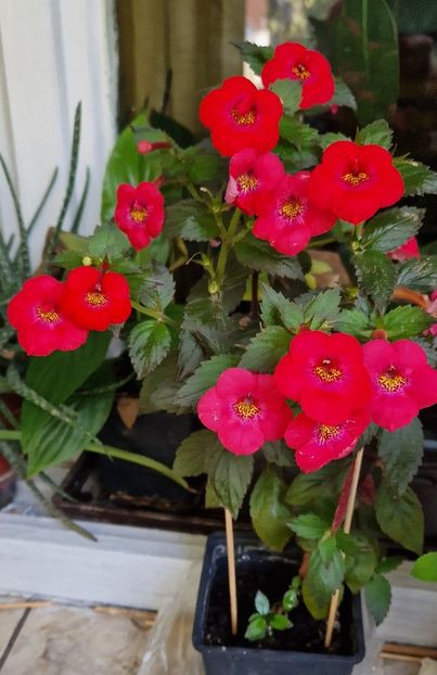 Ghiveci 2 cel din balcon - Fire Vortex p