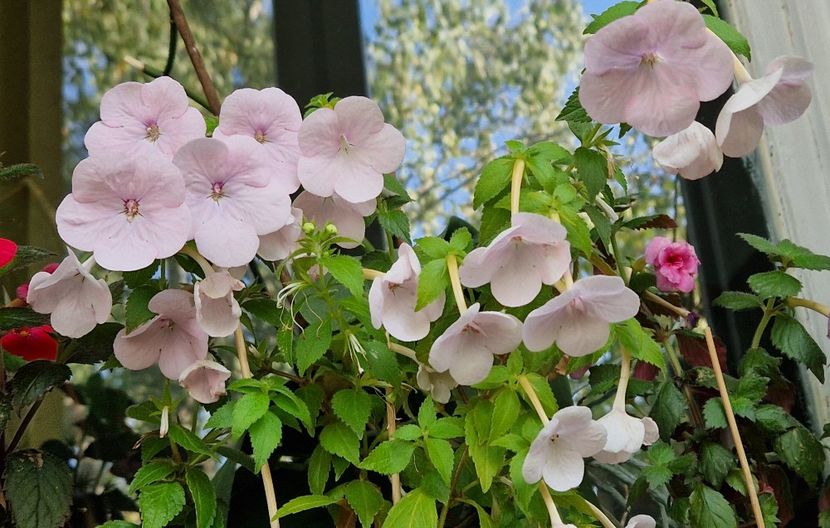 Ghiveci nr 1, cel din balcon - Double Pink Rose p