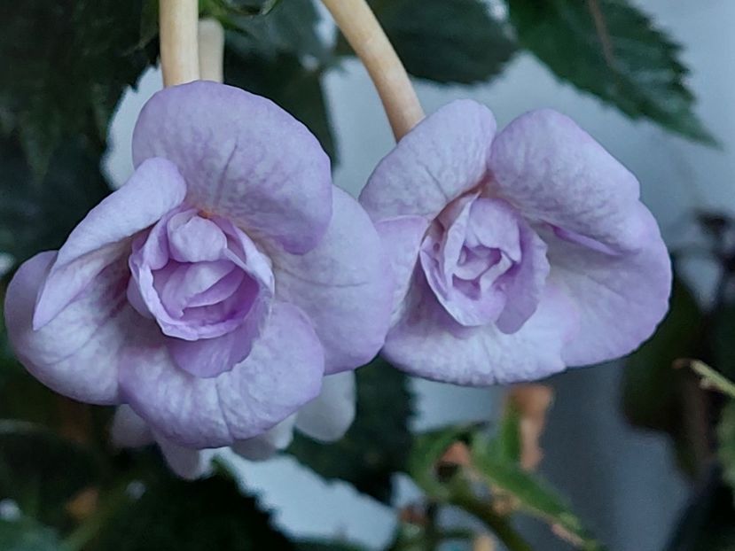  - LAVENDER BLISS