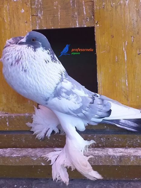 donat Luca Chioaru - Porumbei VÂNDUȚI