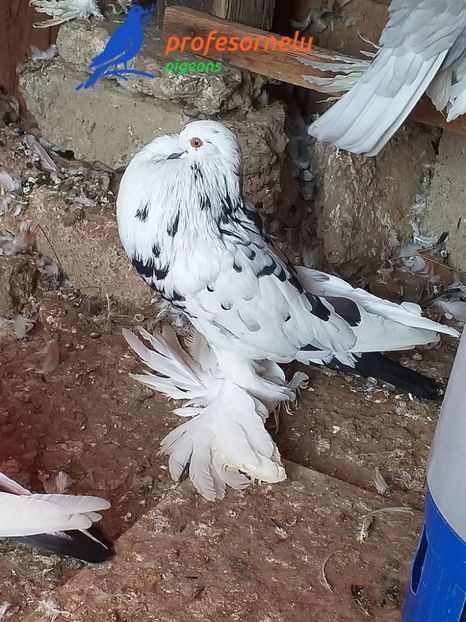 donat Luca Chioaru - Porumbei VÂNDUȚI