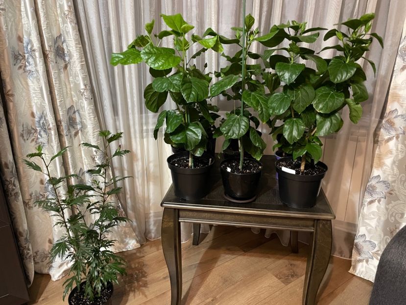  - 001 - Hibiscusi 2023