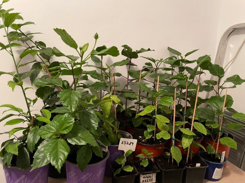  - 001 - Hibiscusi 2023