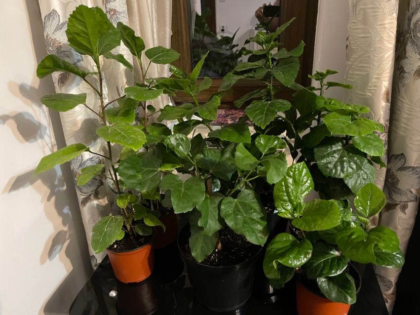  - 001 - Hibiscusi 2023