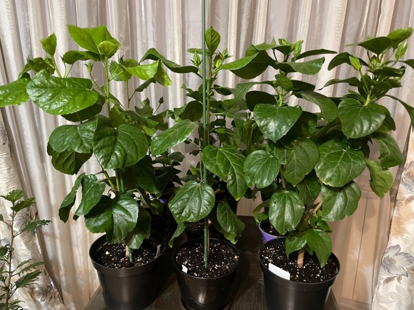  - 001 - Hibiscusi 2023