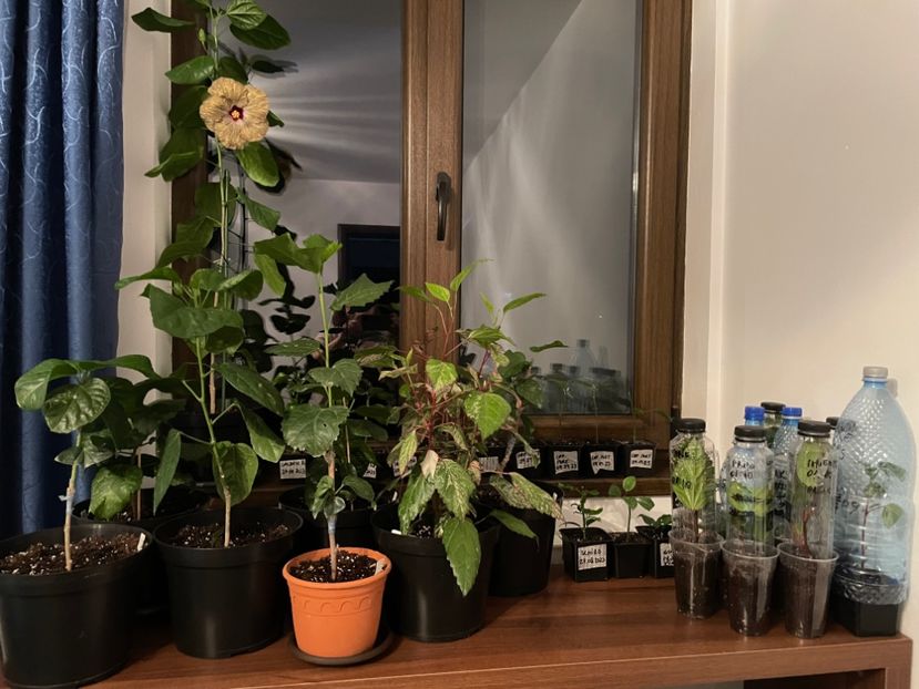  - 001 - Hibiscusi 2023