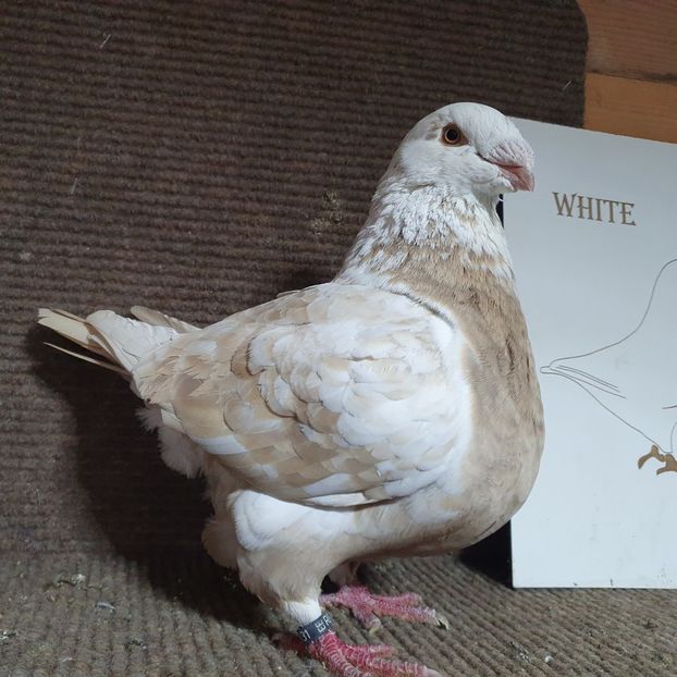  - Porumbei Vânduți