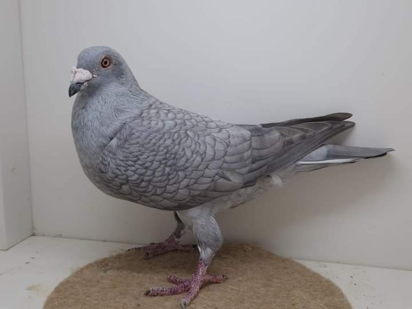  - Nu îmi aparțin 6