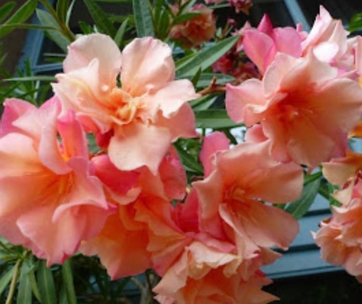 LEANDRU NR 53-MRS. ROEDING-2 - LEANDRU MRS ROEDING