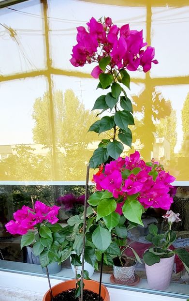 03.10 .2023 - florii