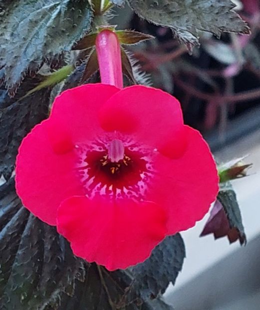  - AAA RIZOMI ACHIMENES DISPONIBILI -2023