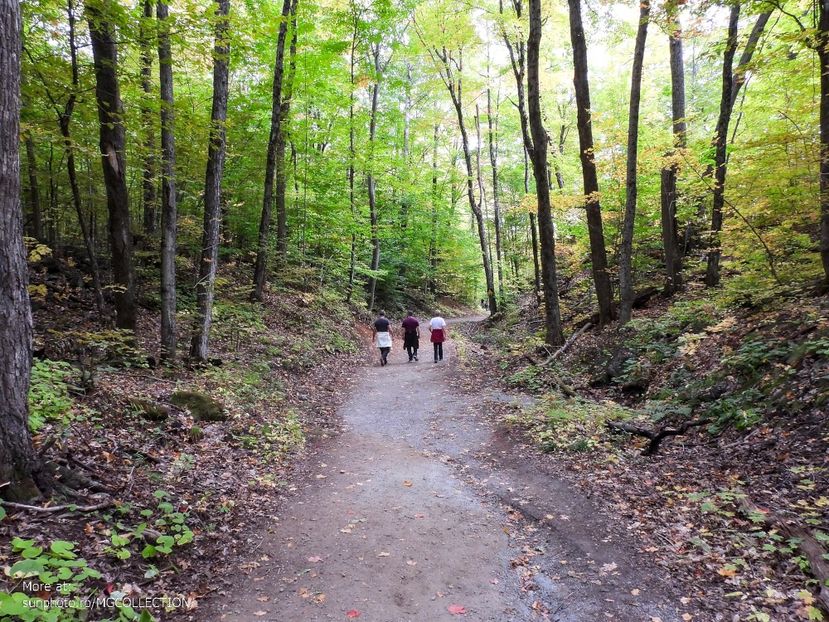 Forest trail - CANADIAN AUTUMN - Toamna canadiana