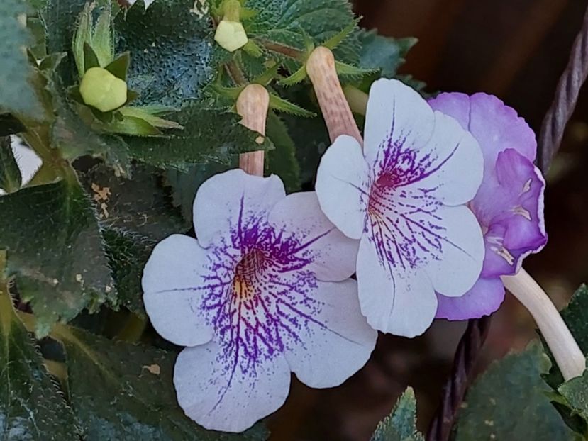  - Ambroise Verschaffelt