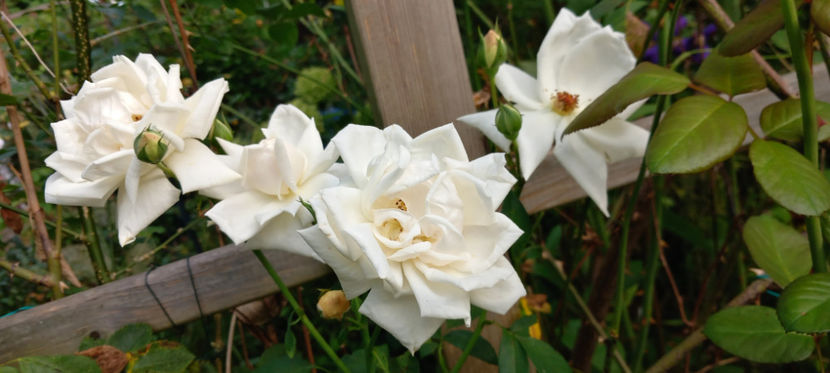  - 2023 - 03 - Toamna