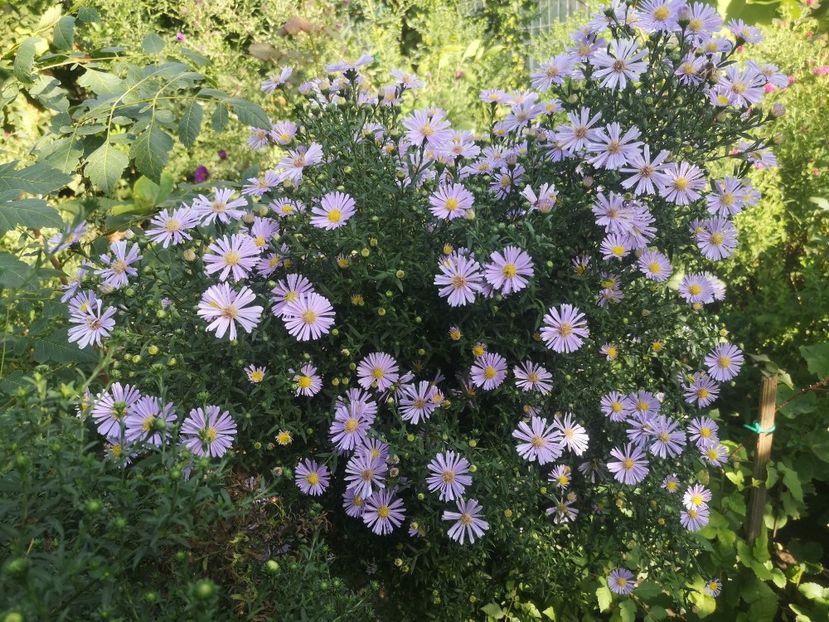  - Gradina flori