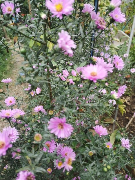  - Gradina flori