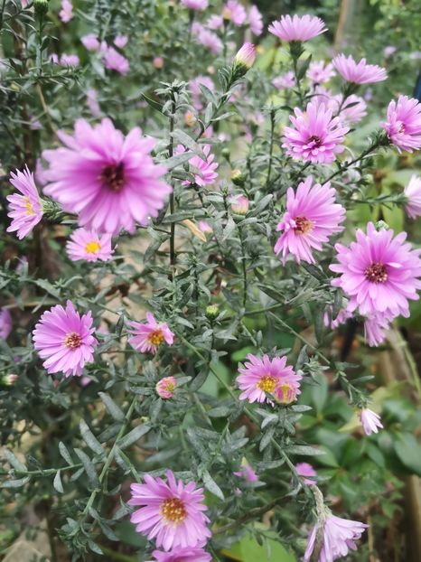  - Gradina flori