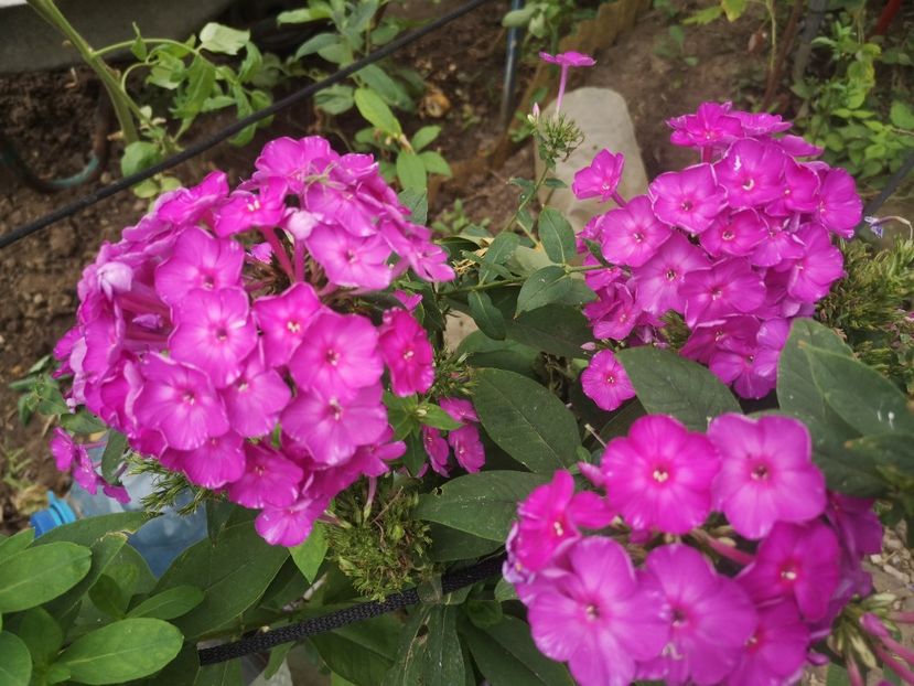  - Gradina flori