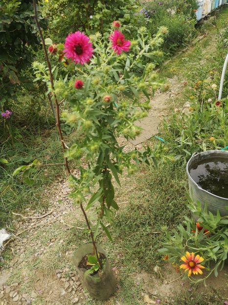  - Gradina flori