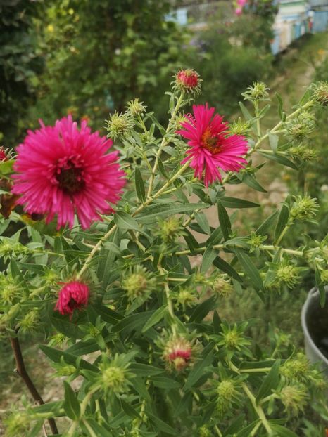 - Gradina flori