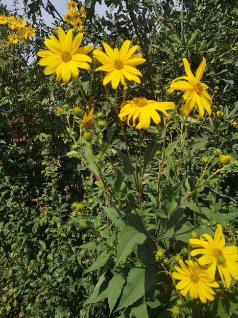  - Gradina flori