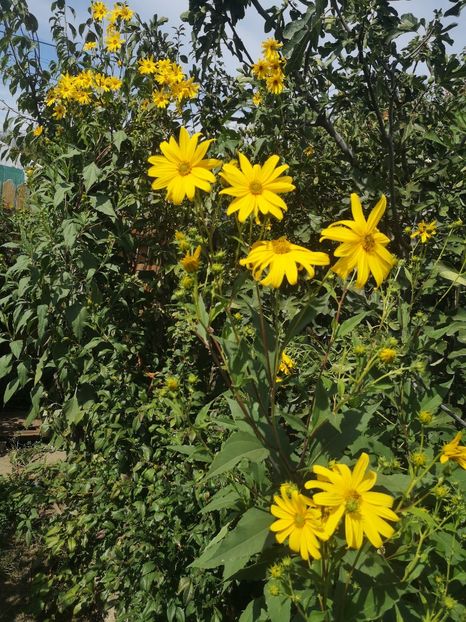  - Gradina flori