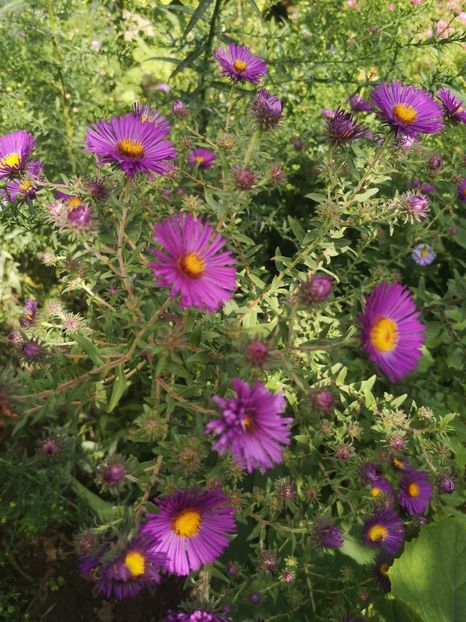  - Gradina flori