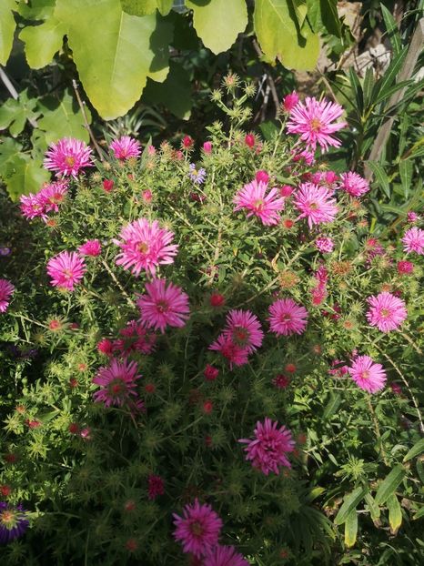  - Gradina flori