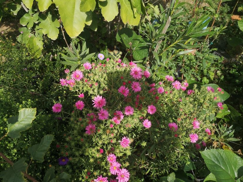  - Gradina flori
