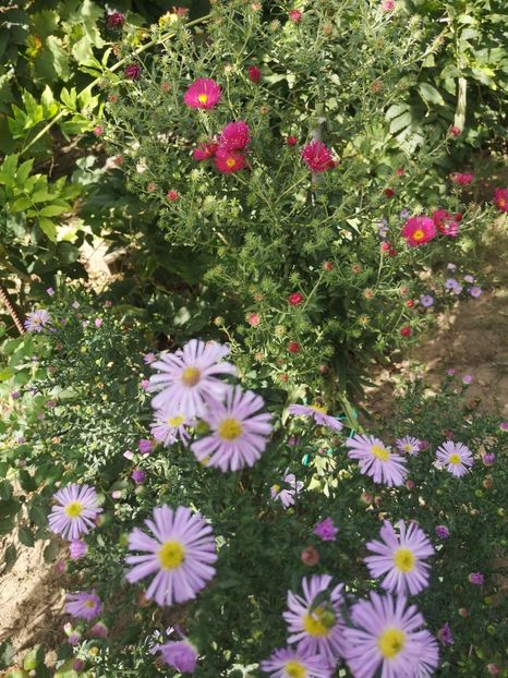  - Gradina flori
