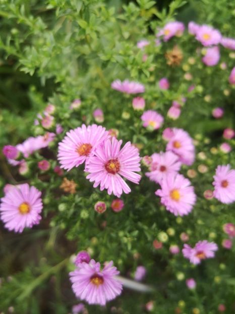  - Gradina flori