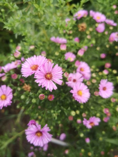  - Gradina flori